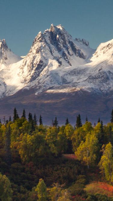 Alaska snowy peaks and summer trees